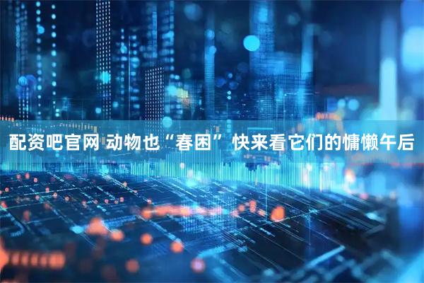 配资吧官网 动物也“春困” 快来看它们的慵懒午后